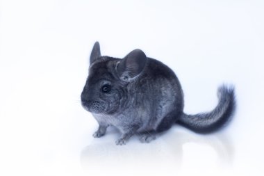 Beyaz genç chinchilla