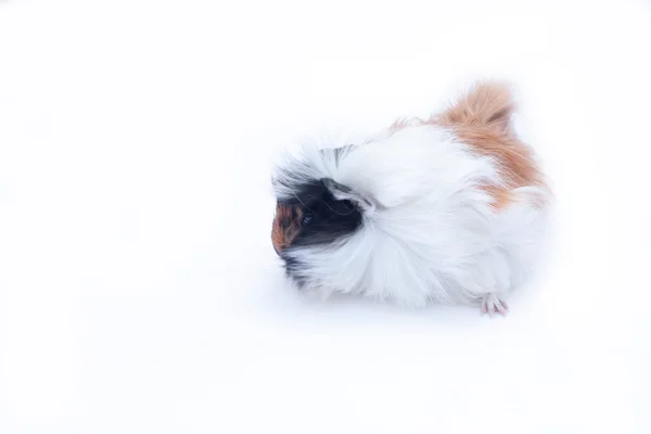 Engraçado pouco cavy em branco — Fotografia de Stock