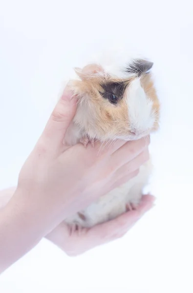 Engraçado cavy em branco — Fotografia de Stock