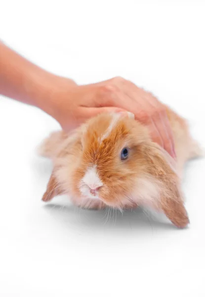 Pequeños conejos en las manos — Foto de Stock