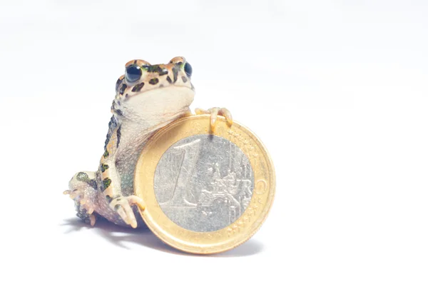 Различные монеты и сумасшедшая лягушка — стоковое фото