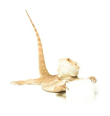 kart el holding lizard