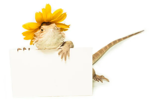 Cute frogwith card — Stock Photo, Image