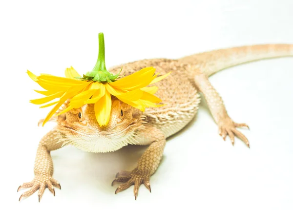 kertenkele pogona viticeps beyaz zemin üzerine