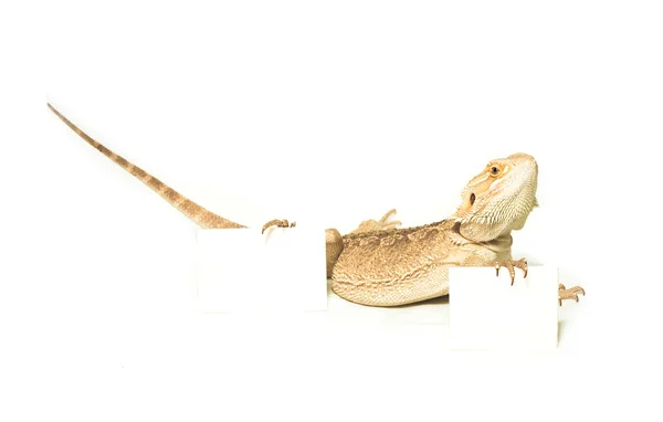 Lagarto con tarjeta en la mano — Foto de Stock