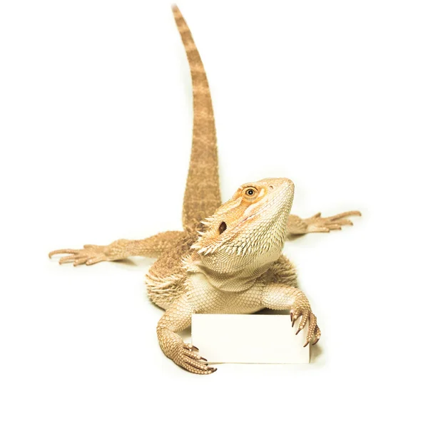 Lagarto segurando cartão na mão — Fotografia de Stock