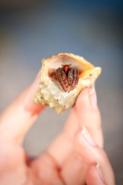 Yalnızcıl Yengeç el üstünde sürünerek