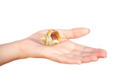 Yalnızcıl Yengeç el üstünde sürünerek