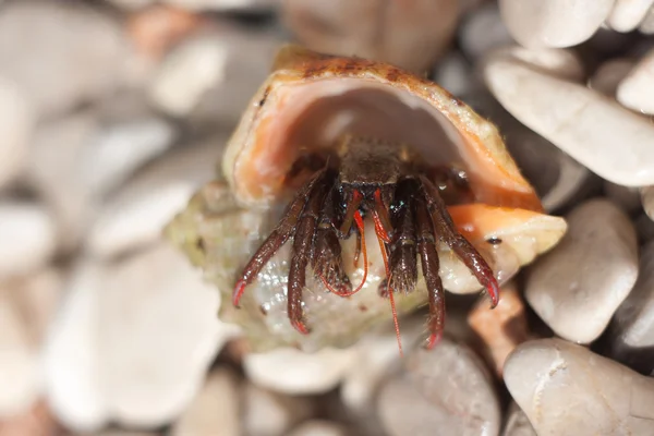 Hermit crab crawling on the beach — Stock Photo, Image