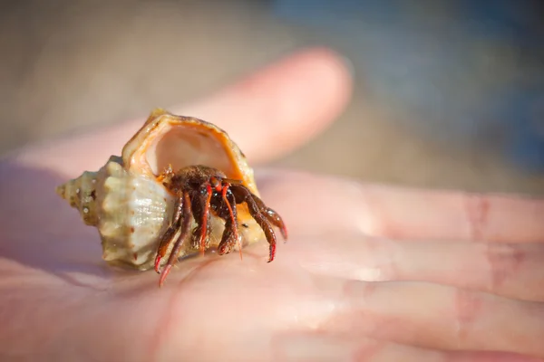 Hermit crab crawling on hand — Stock Photo, Image