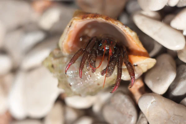 Crabe ermite rampant sur la plage — Photo