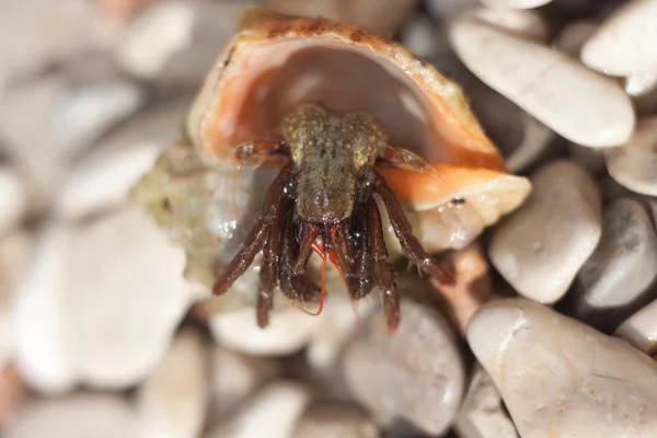 Crabe ermite rampant sur la plage — Photo
