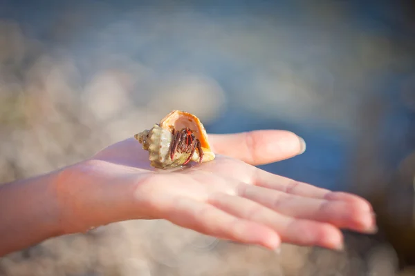 Hermit crab crawling on hand — Stock Photo, Image