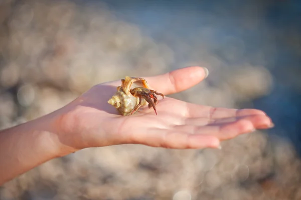 Hermit crab crawling on hand — Stock Photo, Image