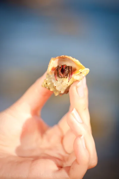 Hermit crab crawling on hand — Stock Photo, Image