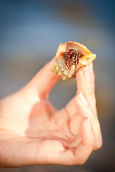 Hermit crab crawling on hand — Stock Photo, Image