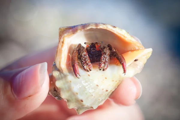 Hermit crab crawling on the beach gravels — Stock Photo, Image