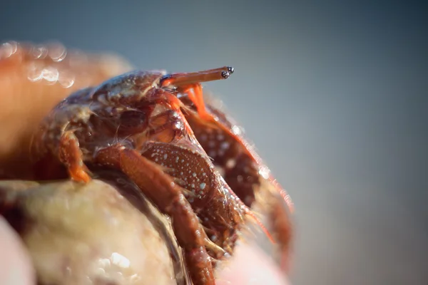 Hermit crab crawling — Zdjęcie stockowe
