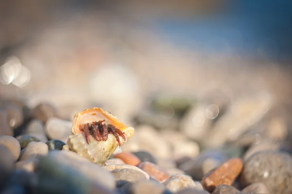 Crabe ermite rampant sur les graviers de la plage — Photo