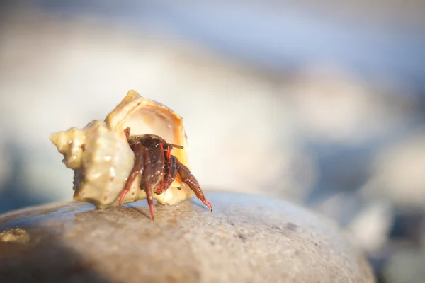 Hermit crab crawling on the beach gravels — Stock Photo, Image