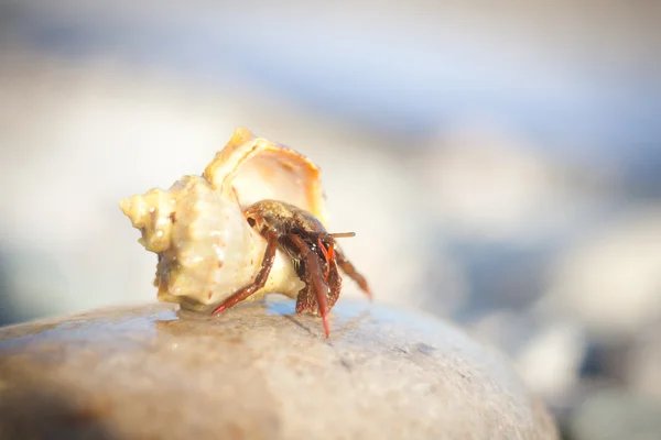 Crabe ermite rampant sur les graviers de la plage — Photo