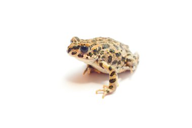 Kurbağa beyaz