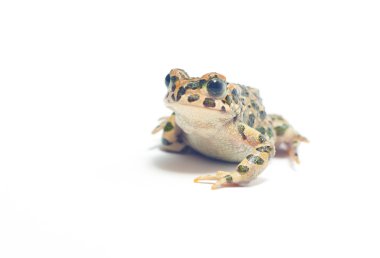 Kurbağa beyaz