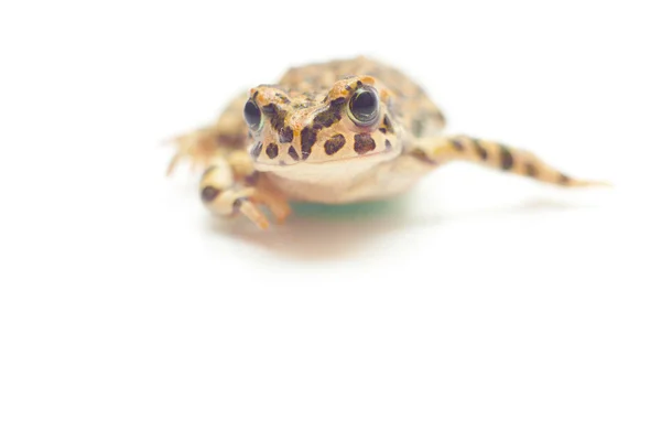 Żaba na biały — Zdjęcie stockowe