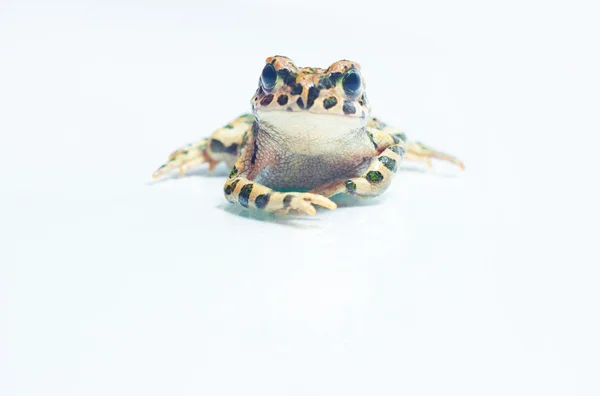 Grenouille sur blanc — Photo