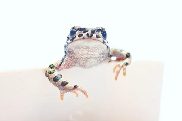 Ładny frogwith karty — Zdjęcie stockowe