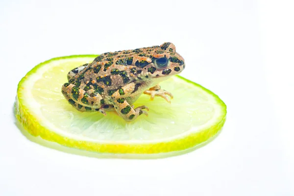 Grenouille sur blanc — Photo