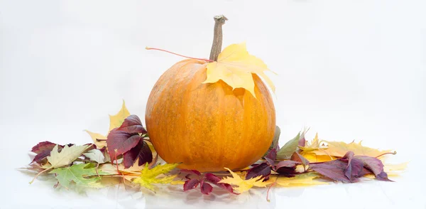 Calabaza aislada en blanco — Foto de Stock