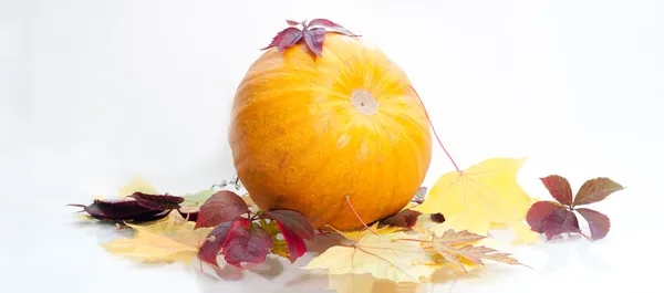 Pumpkin isolated on white — Stock Photo, Image