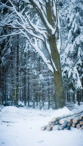 Winters tafereel — Stockfoto