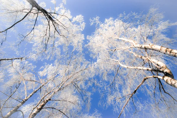 Escena de invierno —  Fotos de Stock