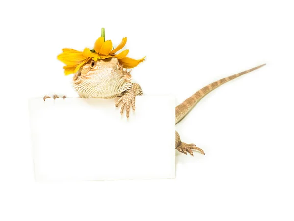 Lizard holding card in hand on white — Stock Photo, Image