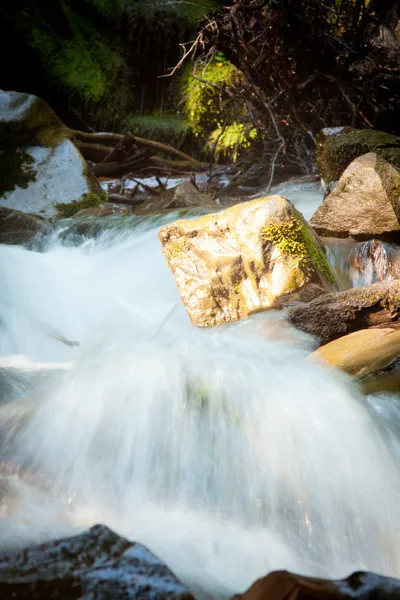 Cascada del bosque profundo en los Cárpatos —  Fotos de Stock