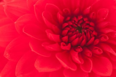 bir kırmızı yıldız çiçeği çiçek fotoğrafı kapatın