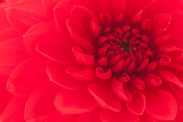 Feche a foto de uma flor de dália vermelha — Fotografia de Stock