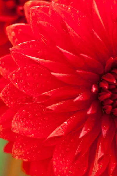 Detail fotografie dahlia červený květ — Stock fotografie