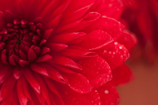 Feche a foto de uma flor de dália vermelha — Fotografia de Stock