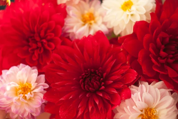 Feche a foto de uma flor de dália vermelha — Fotografia de Stock