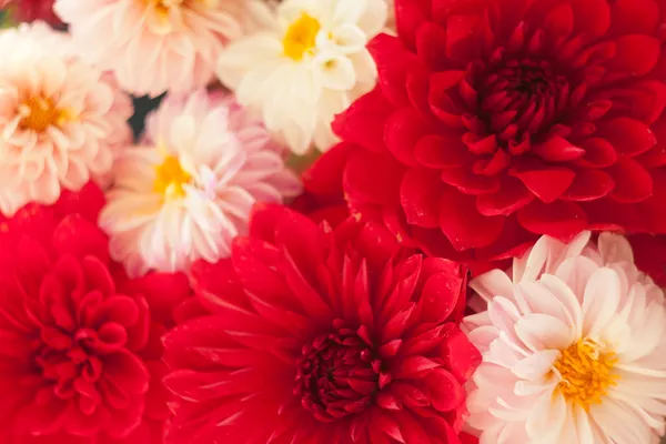 Feche a foto de uma flor de dália vermelha — Fotografia de Stock