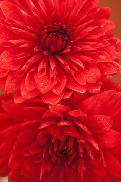 Detail fotografie dahlia červený květ — Stock fotografie