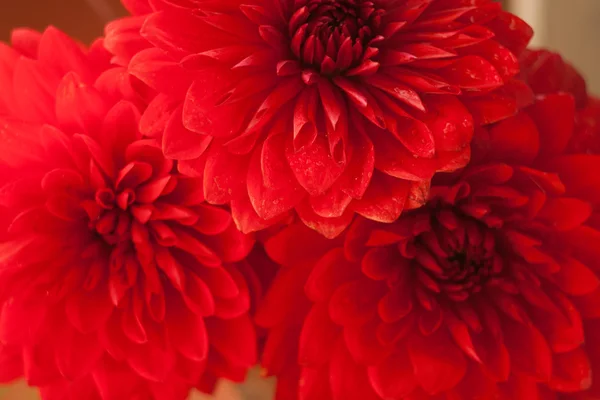 Feche a foto de uma flor de dália vermelha — Fotografia de Stock