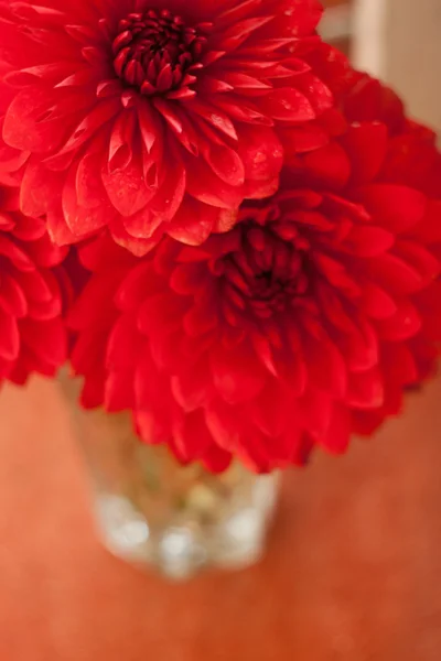 Red dahlia květiny v vaze — Stock fotografie