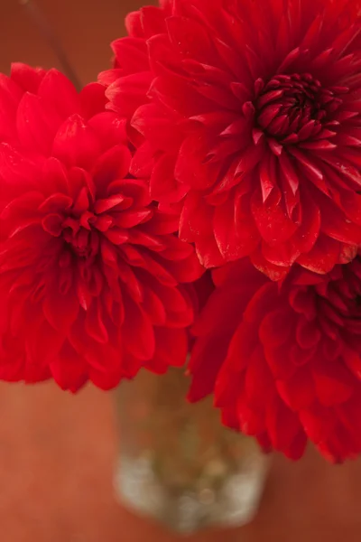 Red dahlia květiny v vaze — Stock fotografie