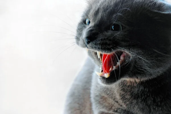 Nice gray cat hissing — Stock Photo, Image