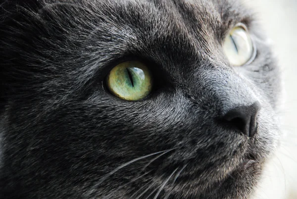 猫黄色灰色眼睛的照片 — 图库照片