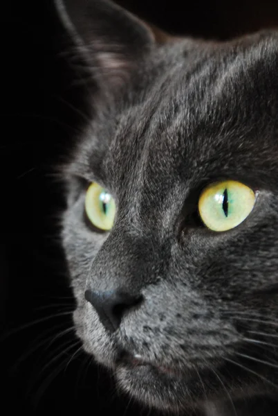 Photo of cat yellow-gray eyes — Stock Photo, Image